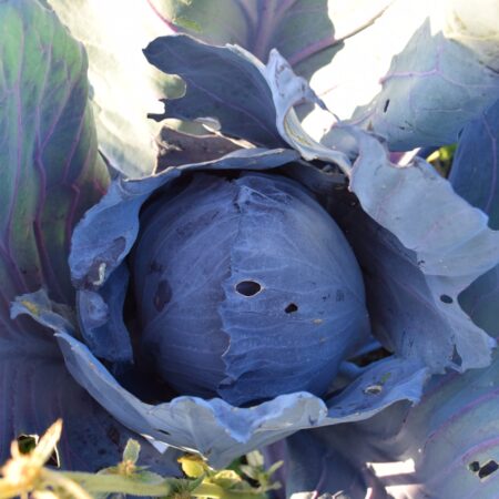 Cavolo cappuccio rosso