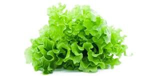 Insalata gentilina bianca