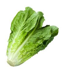 Insalata lattuga