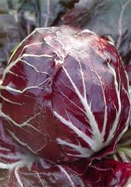 Radicchio di Chioggia