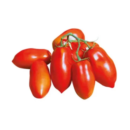 Pomodoro Cencara (tipologia san marzano)
