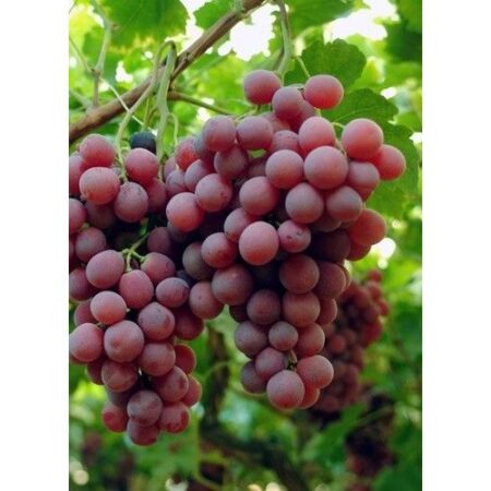 Uva rossa da tavola