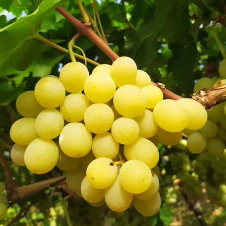 Uva bianca da tavola