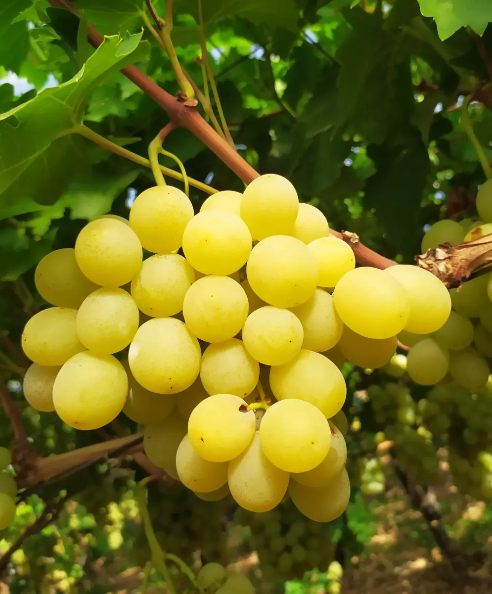 Uva bianca da tavola