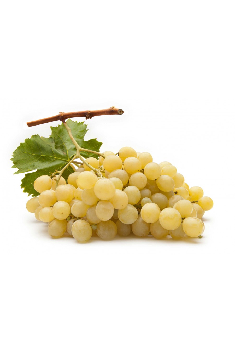 Uva moscato